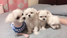 말티즈 분양, 가정견분양 가정견 말티즈 남아 삼형제 분양해요 도그짱 No