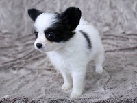 빠삐용 분양, 강아지분양 행복과 기쁨을 주는 멍뭉퍼피 ★빠삐용★분양합니다. 도그짱 No