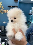 포메라니안 분양, 강아지분양 A급 포메라니안 분양 하루만에 분양보낼려고 합니다 도그짱 No
