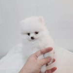 포메라니안 분양, 강아지분양 화이트포메라니안 분양보내요~ 도그짱 No