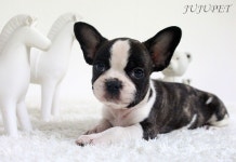 프랜치불독 분양, 강아지분양 [쥬쥬펫] 특수견전문 ★ 전국 강아지분양 ★ 도그짱 No