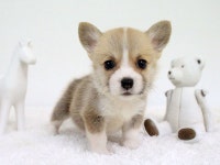 웰쉬코기 카디건 분양, 강아지분양 [쥬쥬펫] 특수견전문 ★ 전국 강아지분양 ★ 도그짱 No