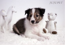 셰틀랜드쉽독 분양, 강아지분양 [쥬쥬펫] 특수견전문 ★ 전국 강아지분양 ★ 도그짱 No