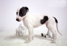 이탈리안그레이하운드 분양, 강아지분양 [쥬쥬펫] 특수견전문 ★ 전국 강아지분양 ★ 도그짱 No