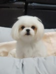 말티즈 분양, 가정견분양 말티즈 분양합니다 도그짱 No