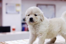 골든리트리버 분양, 강아지분양 ★대형견프리미엄 아울렛 [큰개닷컴]★ 도그짱 No1181320