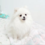 포메라니안 분양, 가정견분양 화이트포메라니안 분양해요 도그짱 No