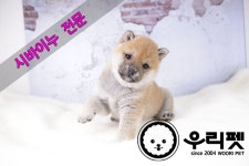 시바견 분양, 강아지분양 ♥가정견 혈통견 시바이누 믿을수 있는 반려견 관리사 우리펫 ♥♥ 도그짱 No