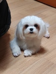 말티즈 분양, 가정견분양 말티즈  분양합니다 도그짱 No