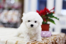 비숑프리제 분양, 강아지분양 【컴투펫】 강아지분양 대표브랜드 도그짱 No