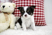 치와와 분양, 강아지분양 【컴투펫】 강아지분양 대표브랜드 도그짱 No