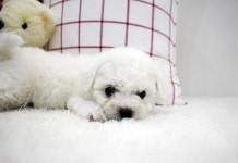 비숑프리제 분양, 강아지분양 【컴투펫】 강아지분양 대표브랜드 도그짱 No