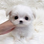 말티즈 분양, 강아지분양  ★★가정견 분양★★말티즈★★★ 도그짱 No