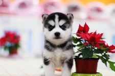 시베리안허스키 분양, 강아지분양 ★대형견프리미엄 아울렛 대형견 전문분양 [큰개닷컴]★ 도그짱 No1176038