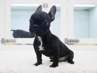 프랜치불독 분양, 강아지분양 【컴투펫】 강아지분양 대표브랜드 도그짱 No