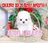 말티즈 분양, 강아지분양 ▶▶24시간분양 말티즈 ◀◀ 분양합니다 ▶▶ 24시간 펫퍼스트 ◀◀ 도그짱 No