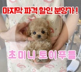 푸들 분양, 강아지분양 ▶▶24시간분양 토이푸들 ◀◀ 분양합니다 ▶▶전국배송 펫퍼스트 ◀◀ 도그짱 No