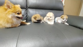 포메라니안 분양, 가정견분양 포메라니안 가정분양 도그짱 No