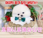 포메라니안 분양, 강아지분양 ▶▶24시간분양 순종포메라니안 ◀◀ 분양합니다 ▶▶전국배송 펫퍼스트 ◀◀ 도그짱 No