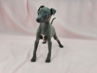 그레이하운드 분양, 강아지분양 ♠♠24시간상담 전국배송 이탈리안그레이하운드 명가♠♠ 도그짱 No