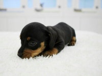 닥스훈트 분양, 강아지분양 【컴투펫】 강아지분양 대표브랜드 도그짱 No1173619