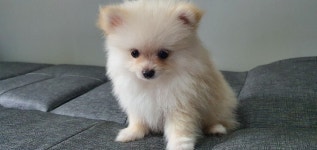 포메라니안 분양, 가정견분양 포메라니안 자견 3마리 남아 가정견 분양,전국 분양  가능 도그짱 No