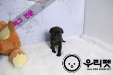 퍼그 분양, 강아지분양 ♥건강한 퍼그 믿을수 있는 반려견 관리사 우리펫 도그짱 No
