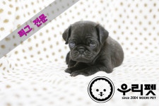 퍼그 분양, 강아지분양 ♥혈통견 퍼그 믿을수 있는 반려견 관리사 우리펫 ♥♥ 도그짱 No1172922