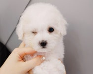비숑프리제 분양, 강아지분양 ♥비숑 리얼 전국 최저가분양(30만원)♥ 도그짱 No