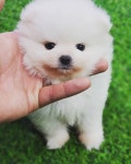 포메라니안 분양, 강아지분양 추가금없는 실분양가! 도그짱 No
