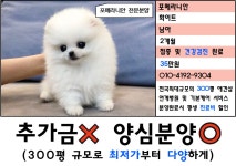 포메라니안 분양, 강아지분양 ★포메라니안 분양 ★#300평규모 애견샵 #최저가 고품격 강아지 도그짱 No