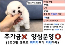 비숑프리제 분양, 강아지분양 ★비숑프리제 분양★#300평규모 애견샵#최저가 고품격 강아지 도그짱 No
