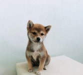 시바견 분양, 강아지분양 주인바라기 콩적시바 도그짱 No
