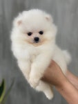 포메라니안 분양, 강아지분양 ▶ 전국픽업가능 실사 보정NO 전국픽업가능 화이트 포메라니안 공주님 분양합니다◀ 도그짱 No1178367