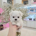 말티즈 분양, 강아지분양 ♥말티즈♥ 사랑둥이 아가들 분양합니다♥ 도그짱 No1180008