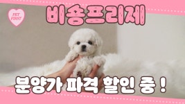 비숑프리제 분양, 강아지분양 ▶▶새해이벤트 24시간 미니비숑프리제◀◀ 분양   ▶▶ 전국배송 펫퍼스트 ◀◀ 도그짱 No