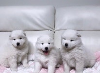 사모예드 분양, 강아지분양 미소천사 가정견 사모예드 분양합니다 도그짱 No1185441