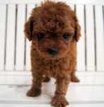 푸들 분양, 강아지분양 ◈◈전국최저가＃24시친절상담#작은요정푸들◈◈ 도그짱 No1185509