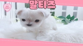 말티즈 분양, 강아지분양 ▶▶이벤트 24시간 말티즈◀ 분양 ▶▶ 전국배송 펫퍼스트 ◀◀ 도그짱 No1185592