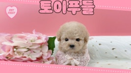 토이푸들 분양, 강아지분양 ▶▶이벤트 24시간 토이푸들◀ 분양 ▶▶ 전국배송 펫퍼스트 ◀◀ 도그짱 No1185593