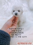 비숑프리제 분양, 강아지분양 ▶▶▶비숑 왕자님◀◀◀ 분양합니다 도그짱 No1184965