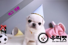퍼그 분양, 강아지분양 ♥가정에서 자란 퍼그 믿을수 있는 반려견 관리사 우리펫 ♥♥ 도그짱 No1186032