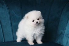 포메라니안 분양, 강아지분양 말티푸.비숑.말티즈.포메분양 도그짱 No