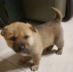 진돗개 분양, 강아지분양 정말 사랑으로 키워주실분 도그짱 No