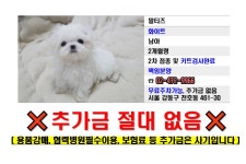 무료분양 분양, 강아지분양 무료 책임분양 아가들 분양합니다. 도그짱 No