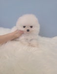 포메라니안 분양, 강아지분양 ♥할인분양♥ 화이트 포메라니안 아가들 분양합니다 도그짱 No