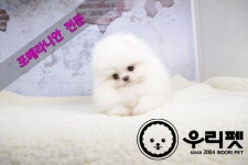 국내유일 안심분양 서비스 - 도그짱