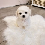 비숑프리제 분양, 강아지분양 ★ 비숑 ★ 분양합니다~!!! 도그짱 No1192195