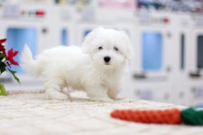 꼬똥드툴레아 분양, 강아지분양 【컴투펫】 강아지분양 대표브랜드 도그짱 No1192448