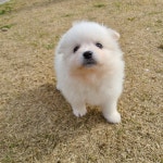 폼피츠 분양, 강아지분양 가정견 폼피츠 35만원 부터 ~ 도그짱 No1194340